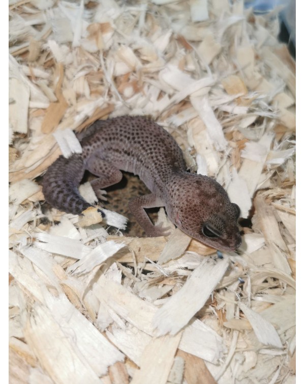 Fat Tail Gecko - Patternless Oreo White Out possible Zulu 