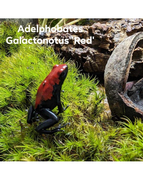 Dart Frog - Adelphobates Galactonotus Red