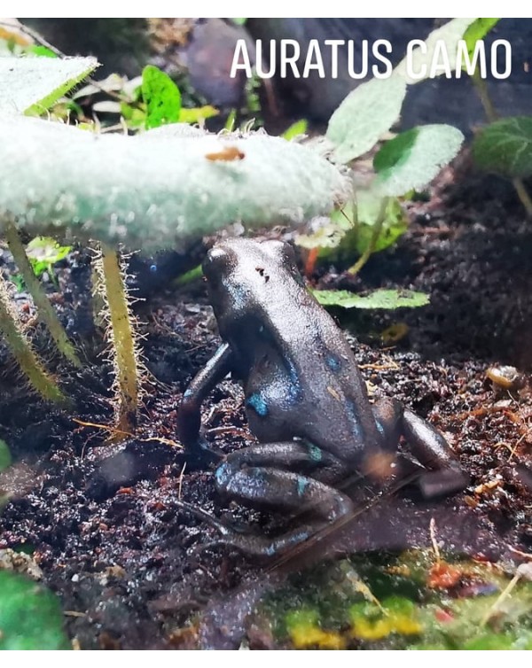 Dart Frog - Auratus Camo