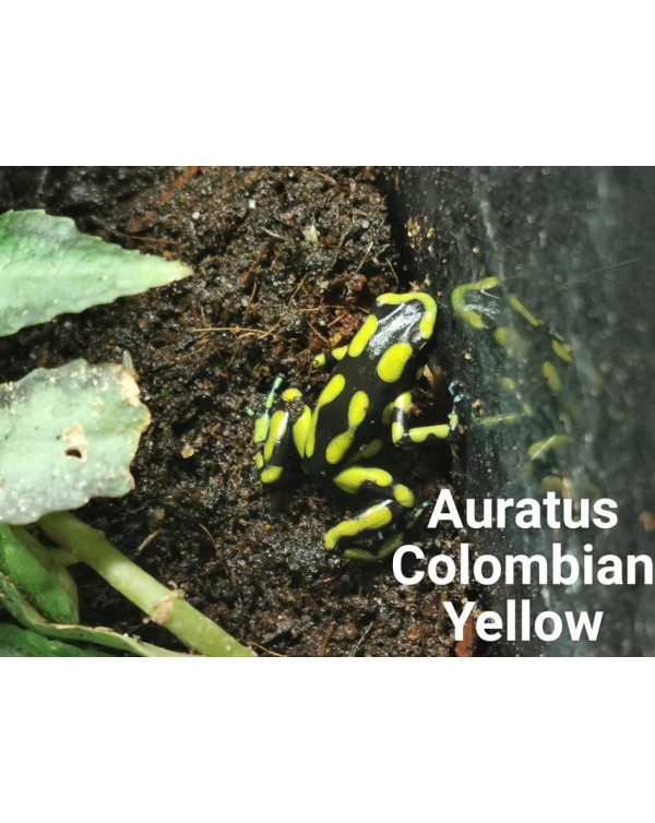 Dart Frog - Auratus Colombian Yellow