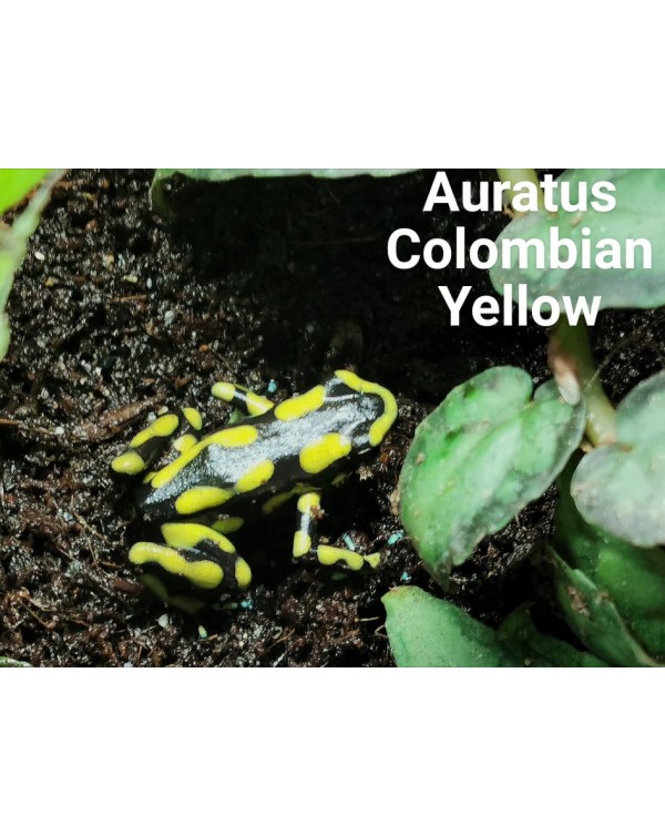 Dart Frog - Auratus Colombian Yellow