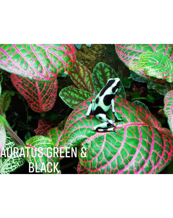 Dart Frog - Auratus Green & Black