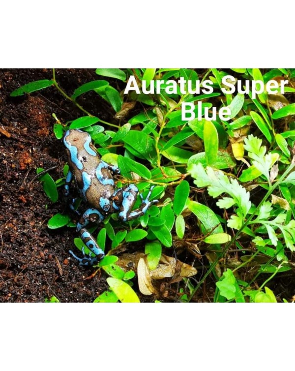Dart Frog - Auratus Super Blue