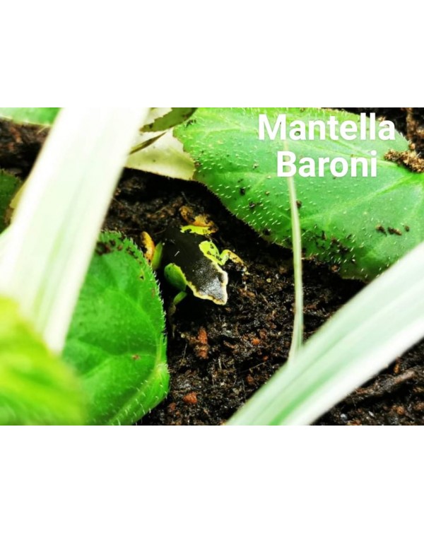 Dart Frog - Mantella Baroni