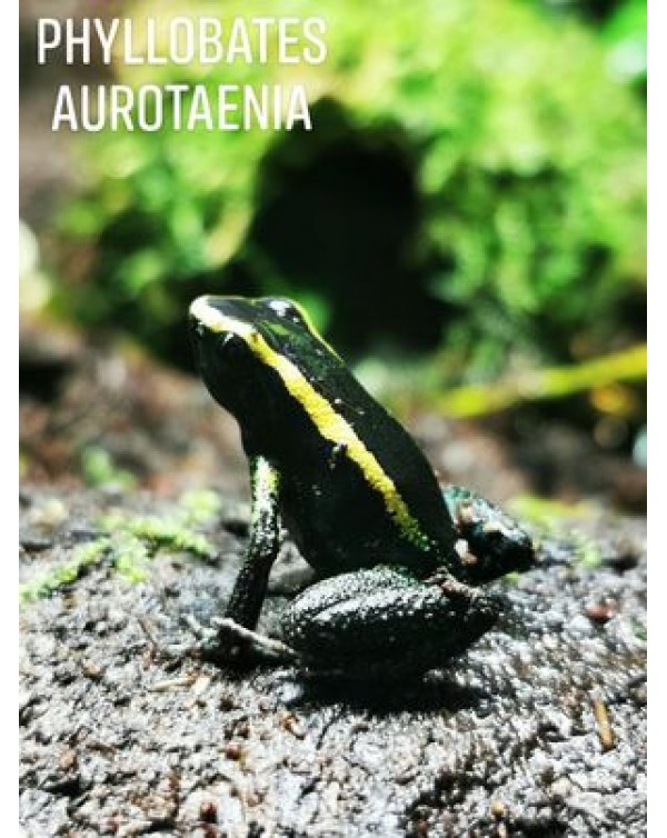 Dart Frog - Phyllobates Aurotaenia