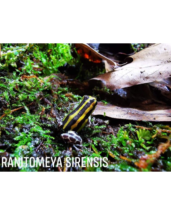 Dart Frog - Ranitomeya Sirensis