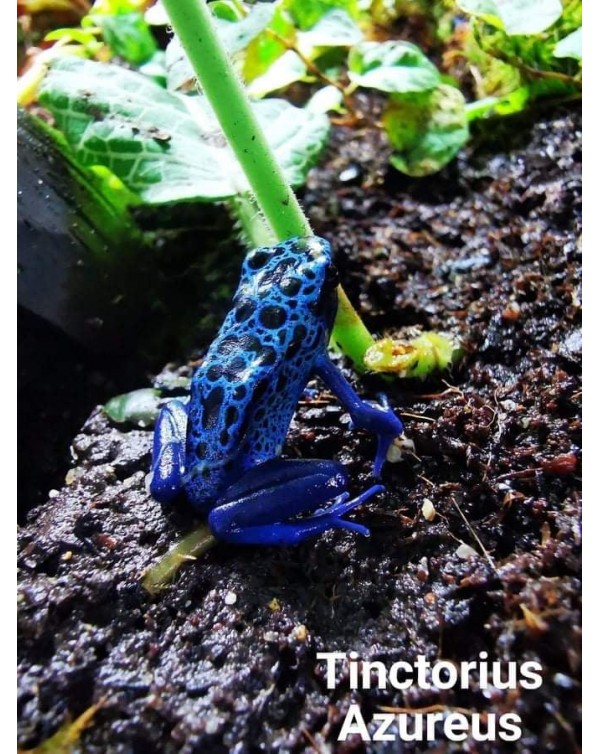 Dart Frog - Tinctorius Azureus