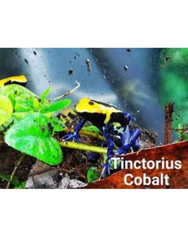 Dart Frog - Tinctorius Cobalt