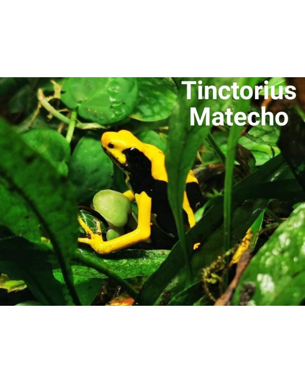 Dart Frog - Tinctorius Matecho