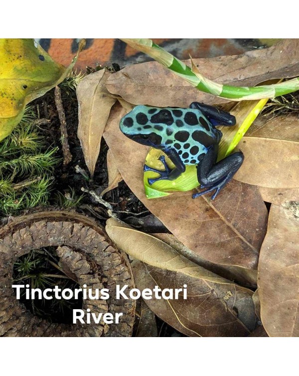 Dart Frog - Tinctorius Koetari River