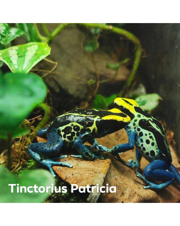 Dart Frog - Tinctorius Patricia