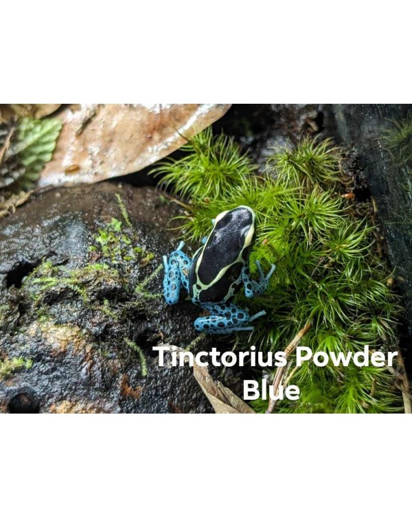 Dart Frog - Tinctorius Powder Blue