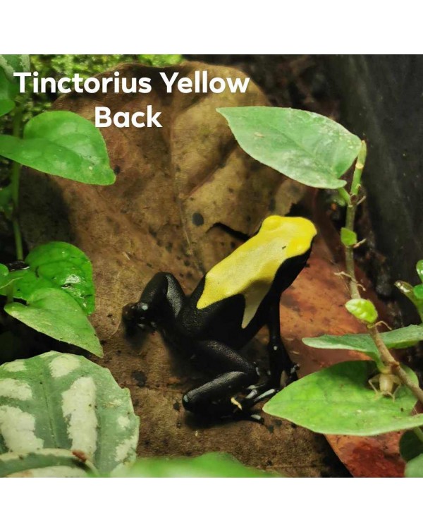 Dart Frog - Tinctorius Yellow Back