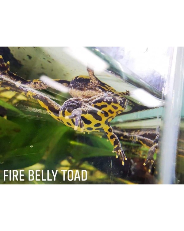 Frog - Fire Belly Toad