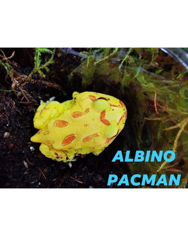 Pacman Frog - Albino 