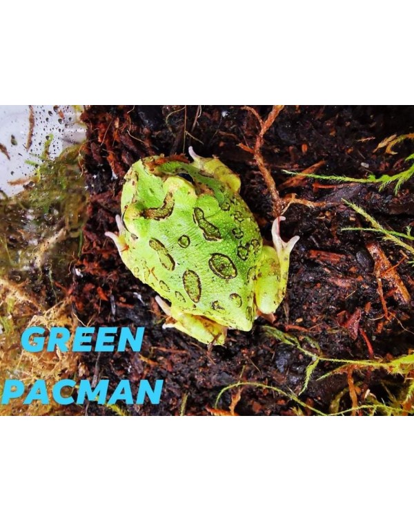 Pacman Frog - Green