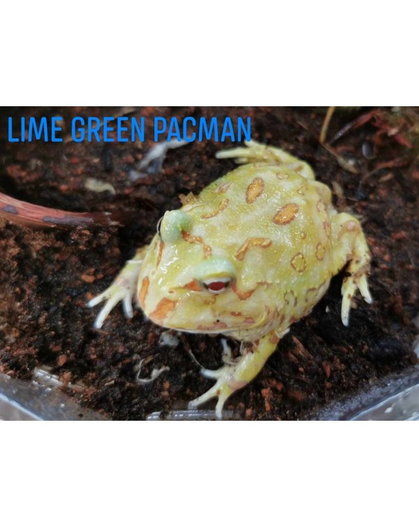 Pacman Frog -  Lime Green