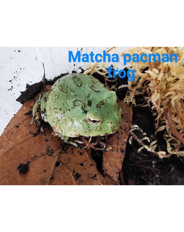 Pacman Frog - Matcha