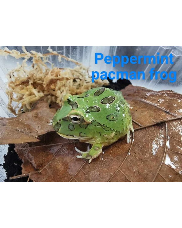 Pacman Frog - Peppermint