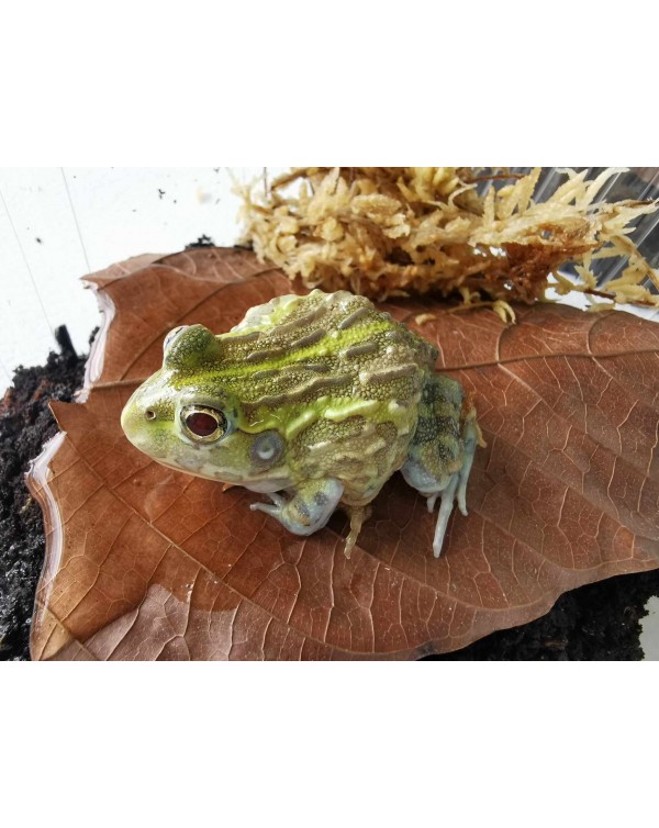  Frog - Pixie