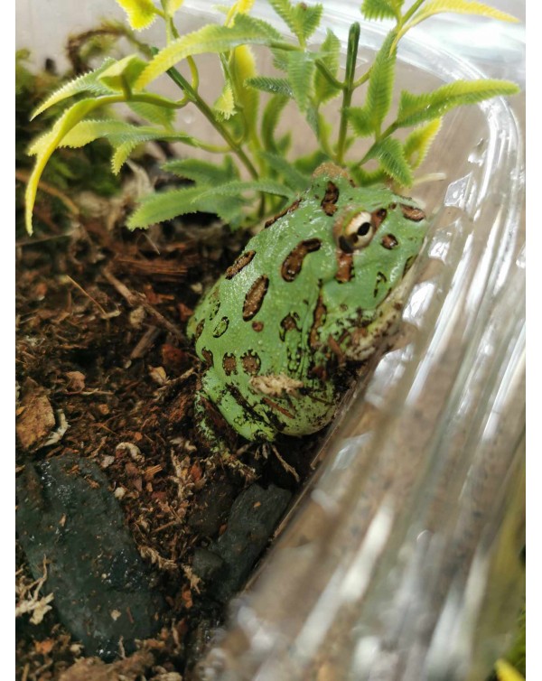 Pacman Frog -  Green Samurai