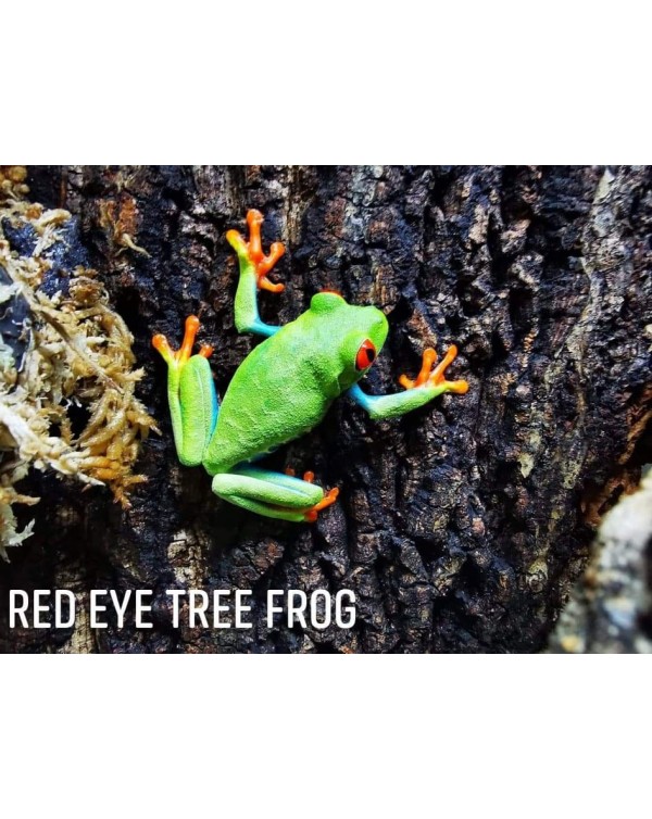Tree Frog - Red Eye 