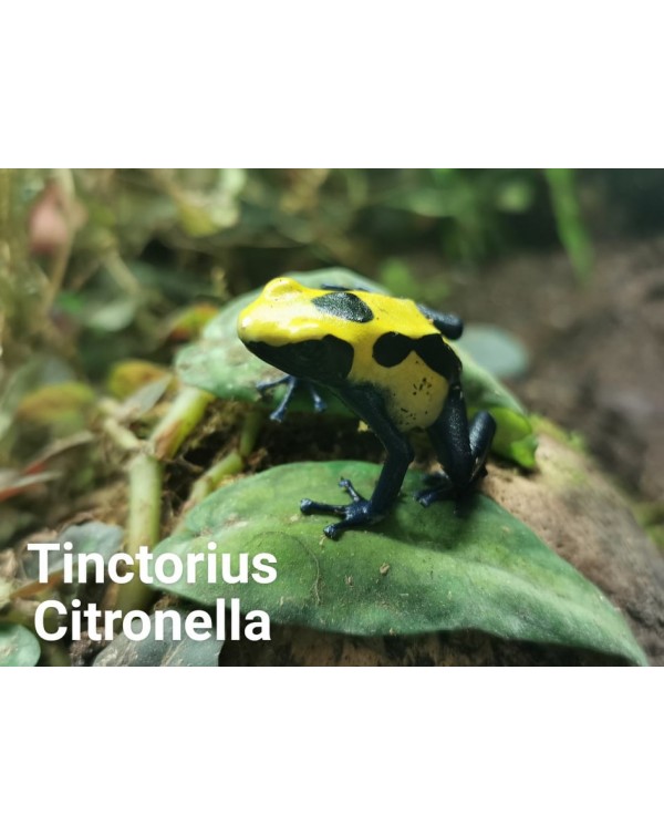 Dart Frog - Tinctorius Citronella