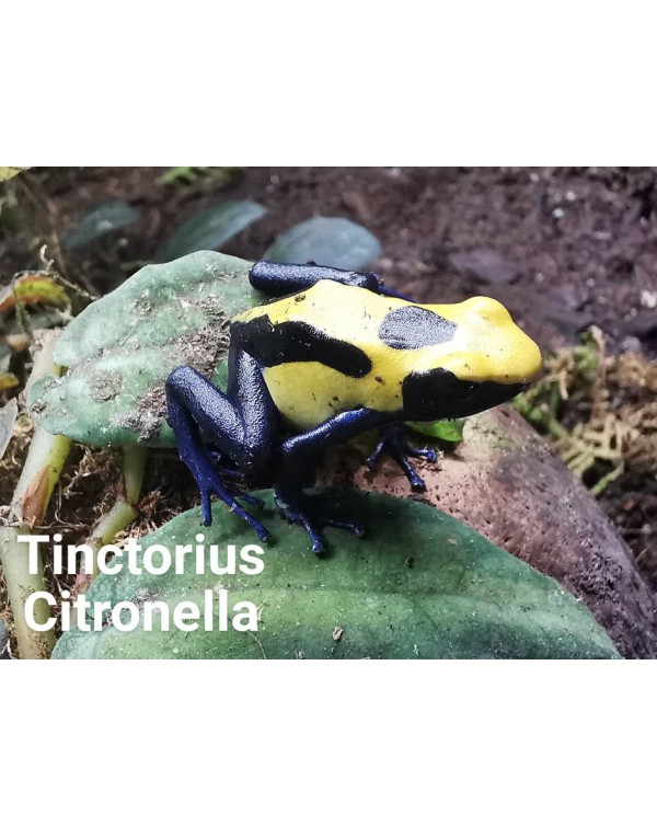 Dart Frog - Tinctorius Citronella