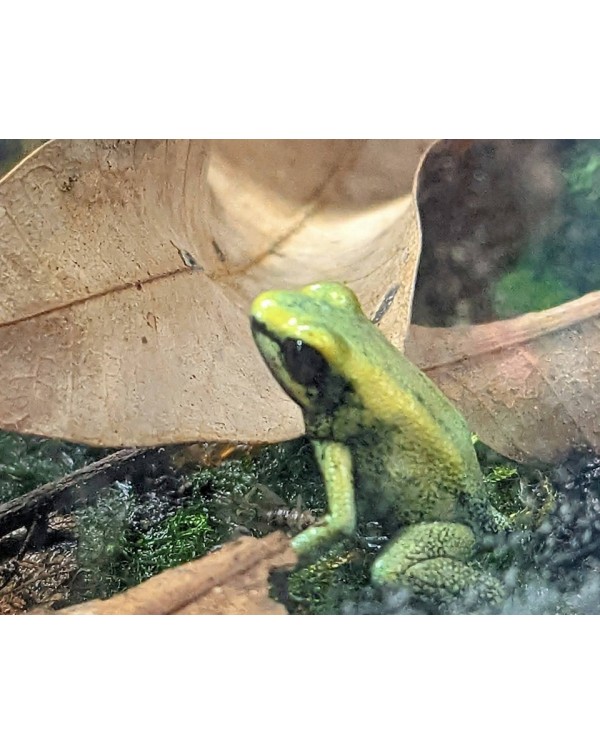 Dart Frog - Phyllobates Terribilis MINT