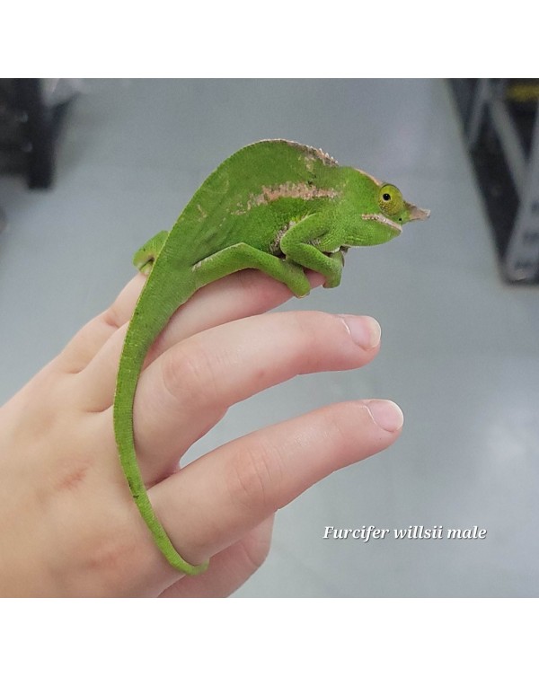 Chameleon Furcifer Willsii - Male