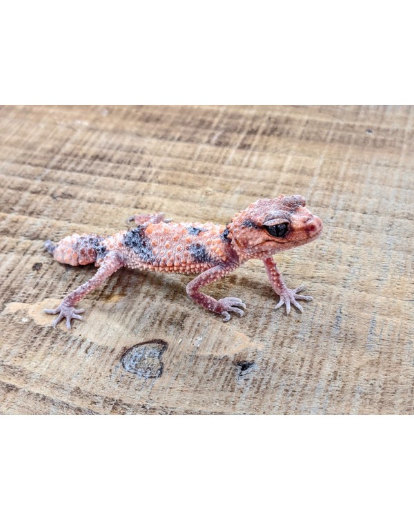 Gecko - Wheelers Knob Tail - Male