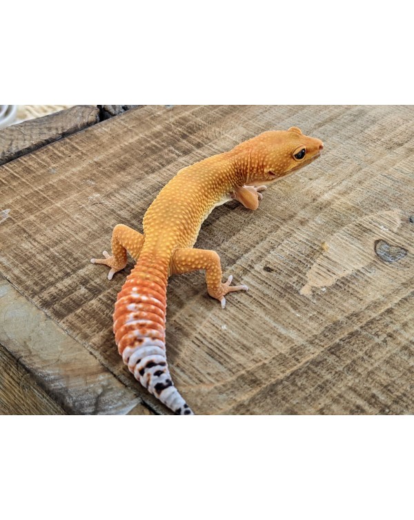 Leopard Gecko - Mandarine Tangerine White and Yellow - Female