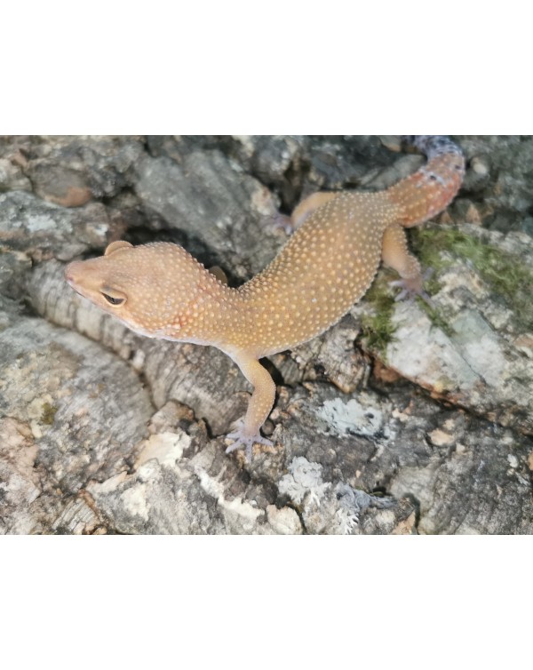 Leopard Gecko - Electric Tangerine -Female