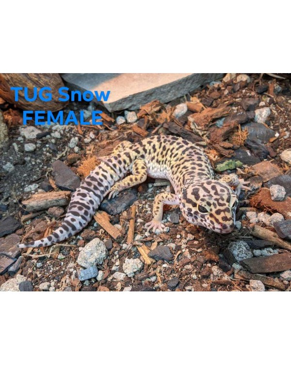 Leopard Gecko - Tug Snow - Female