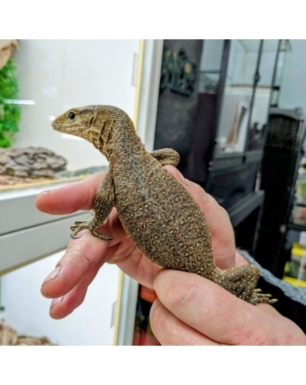 Monitor - Clouded Monitor - captive bred baby