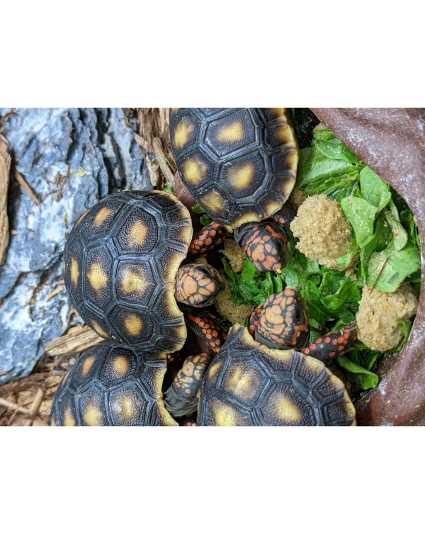 Red Foot Tortoise Captive Bred Babies