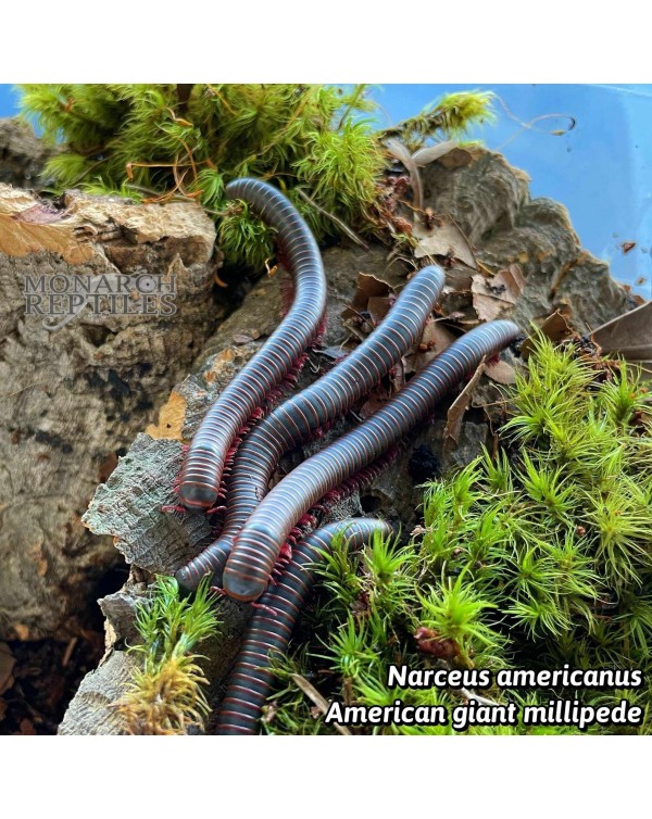Narceus Americanus   American Giant Millipede 