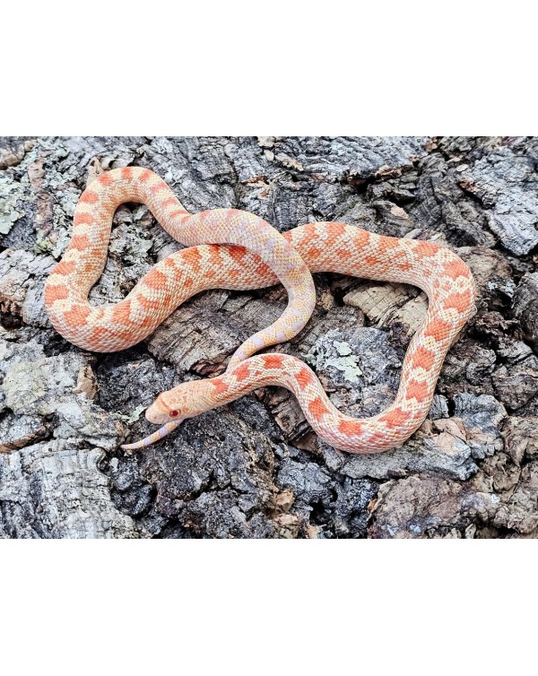 Gopher snake - Albino  - PH het Axanthic- Female