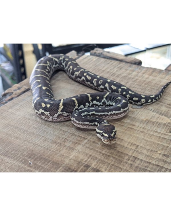 Python - Angolan - Male 