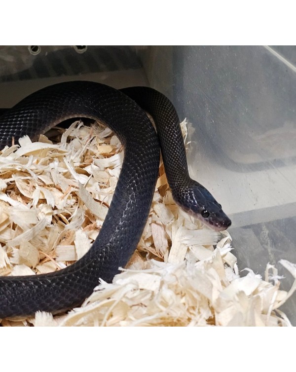 House Snake - Black - Female 2019