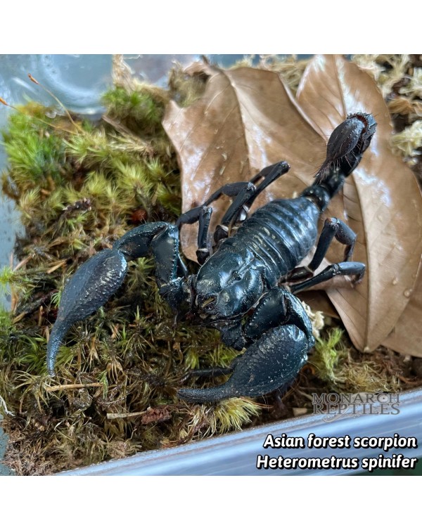 Heterometrus Spinifer - Black Asian Forest Scorpion
