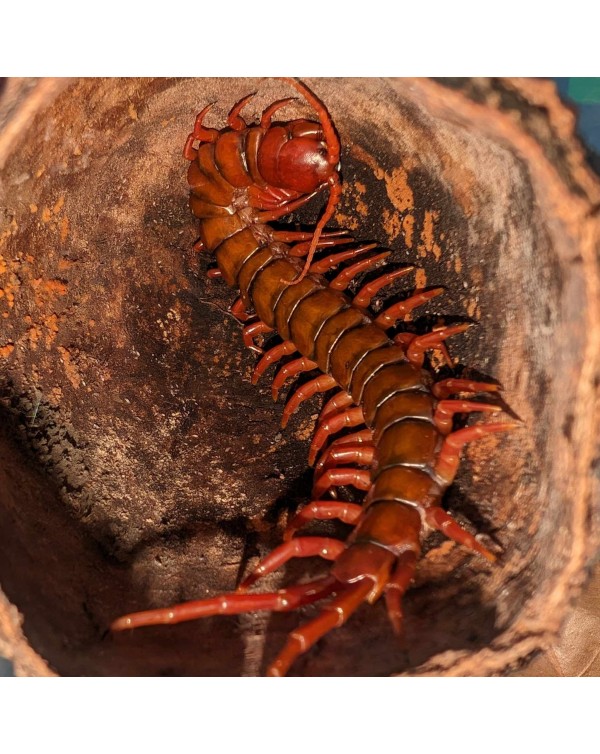 Scolopendra Subspinipes - Cherry Red Centipede
