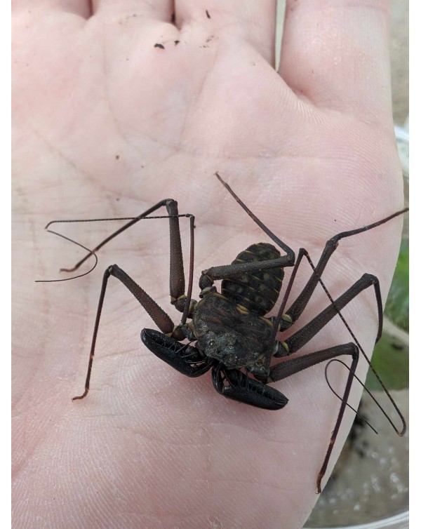 Paraphrynus Mexicanus [Formerly Phrynus] - Giant Tailess Whip Scorpion