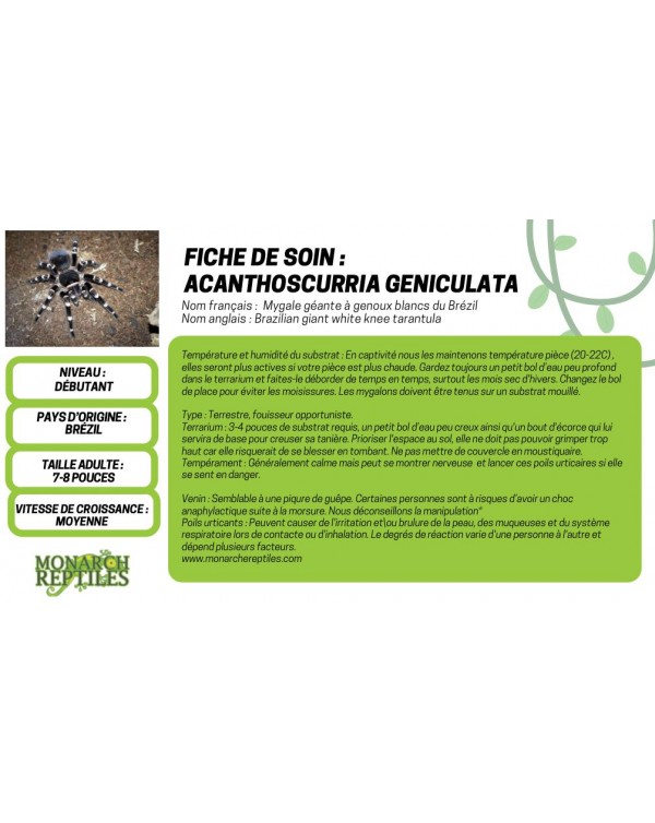 Acanthoscurria Geniculata - Brazilian White Knee  1/2"  (New World)
