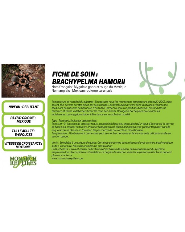 Brachypelma Hamorii - Mexican Red Knee 1/2'' ( New World)