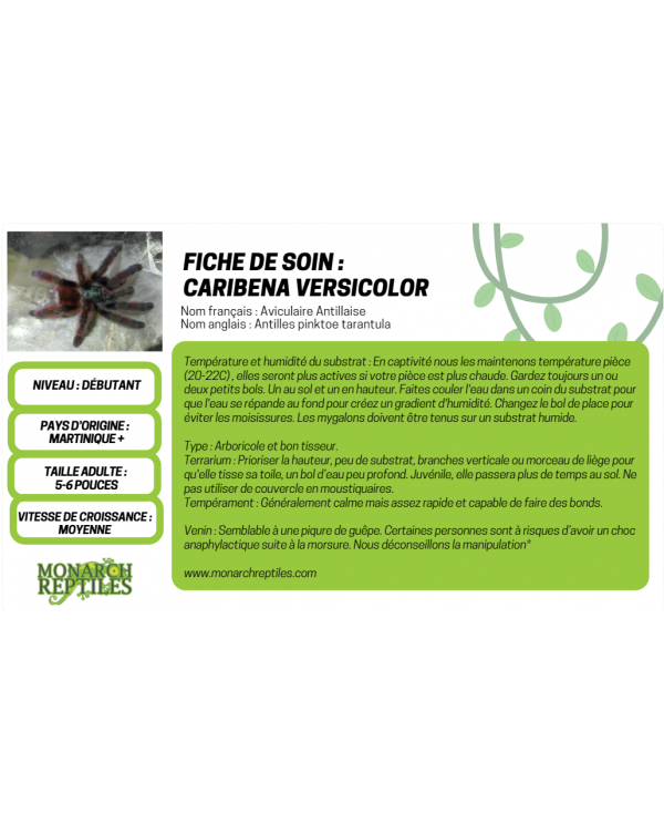 Caribena Versicolor - Antilles pinktoe 1/2'' (New World)