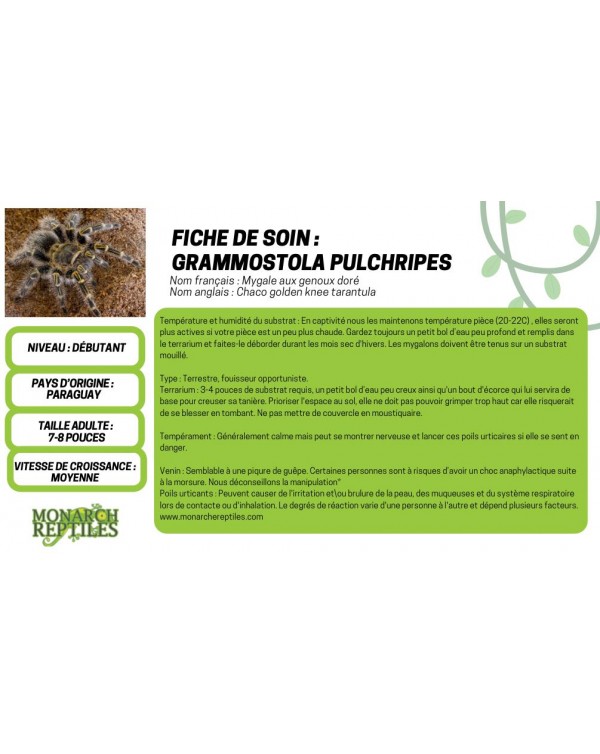  Grammostola Pulchripes  - Chaco Golden Knee 1''  (New World)   