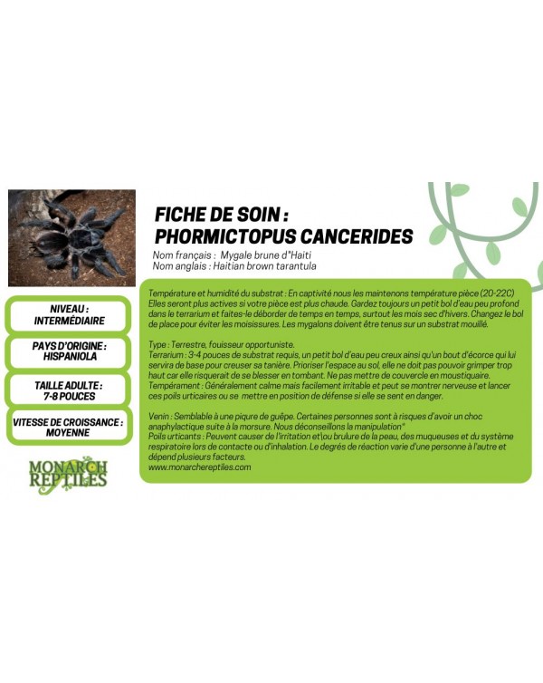 Phormictopus Cancerides 2"    - Haitian Brown Tarantula (New World)