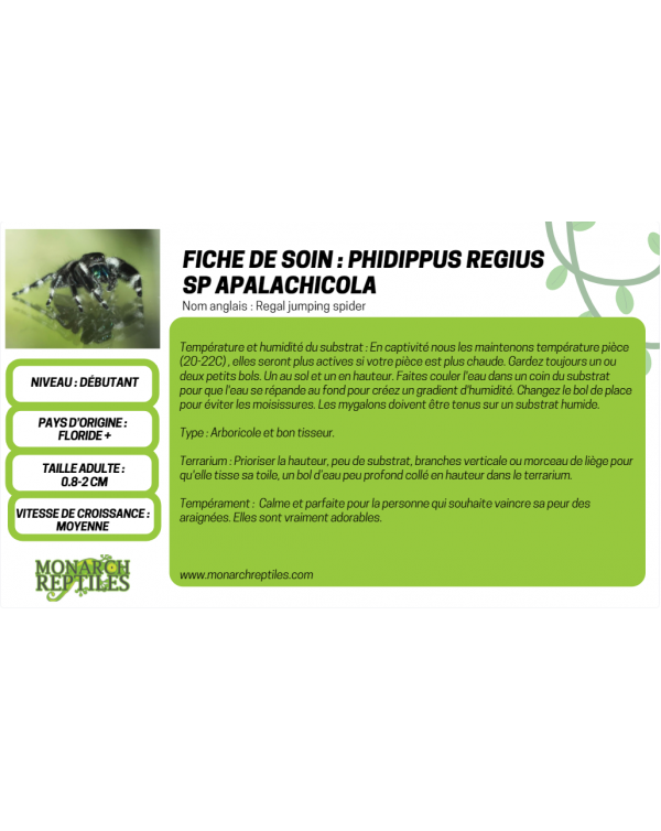 Phidippus Regius sp. Apalachicola - Apalachicola Regal Jumping Spider CB FEMALE
