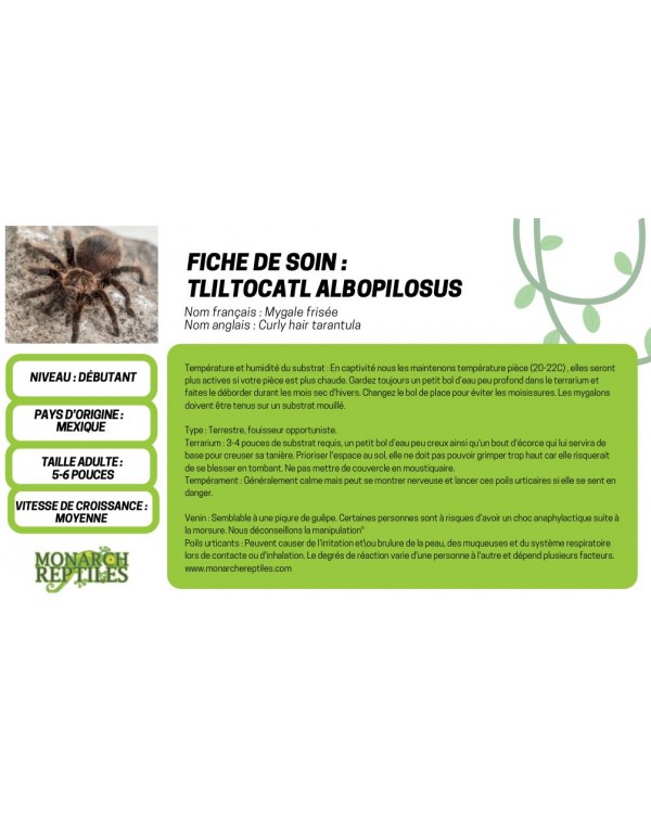 Tliltocatl Albopilosus - Curly Hair 1/2" (New World)